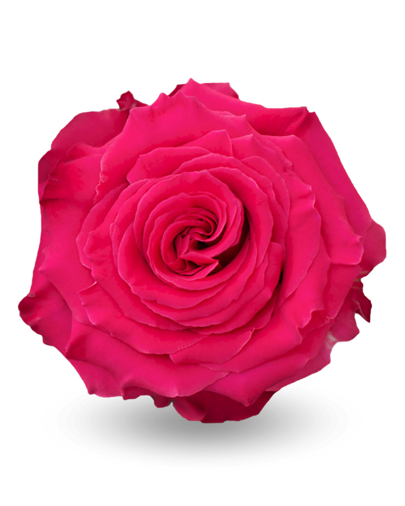 ROSE FULL MONTY 60 CM