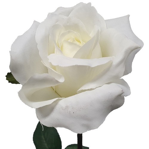 ROSE PROUD 50 CM