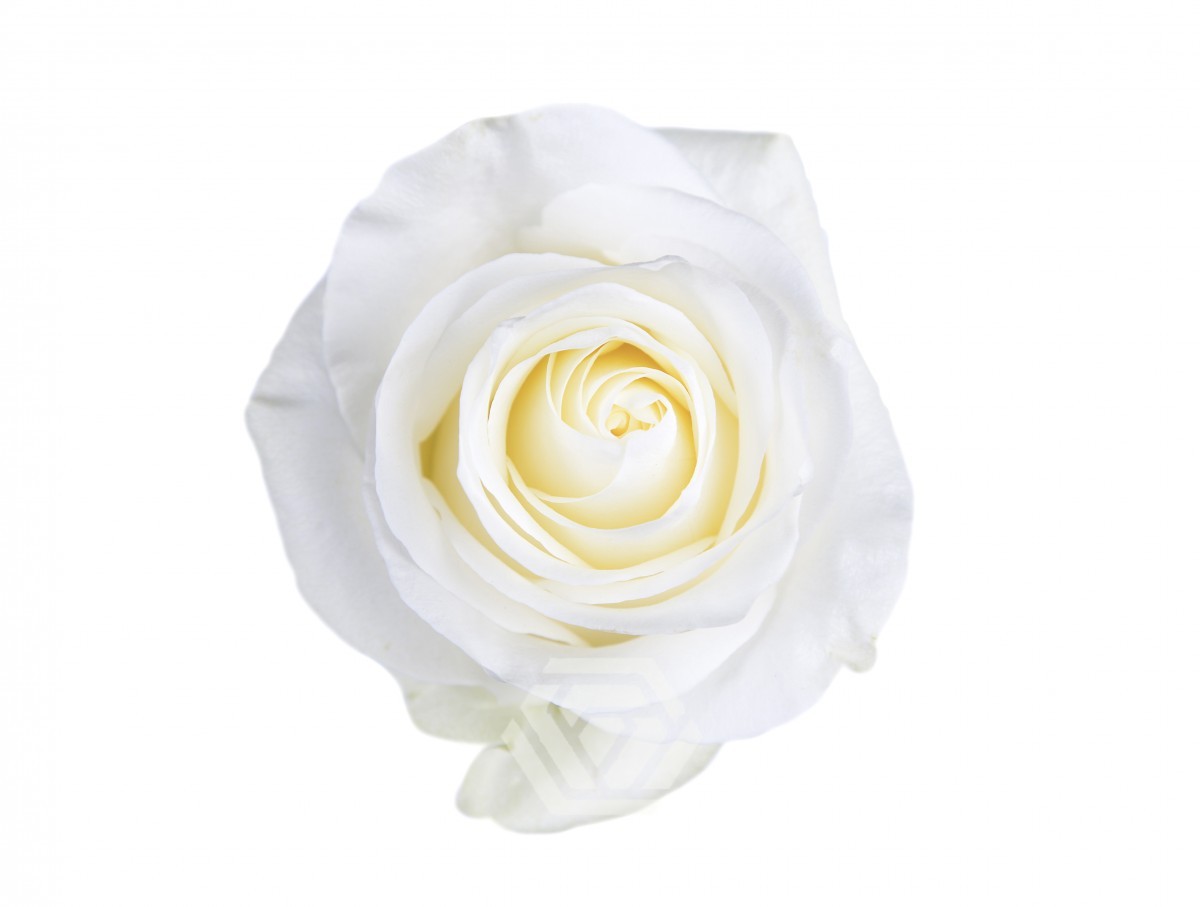 ROSE POLAR STAR 60 CM