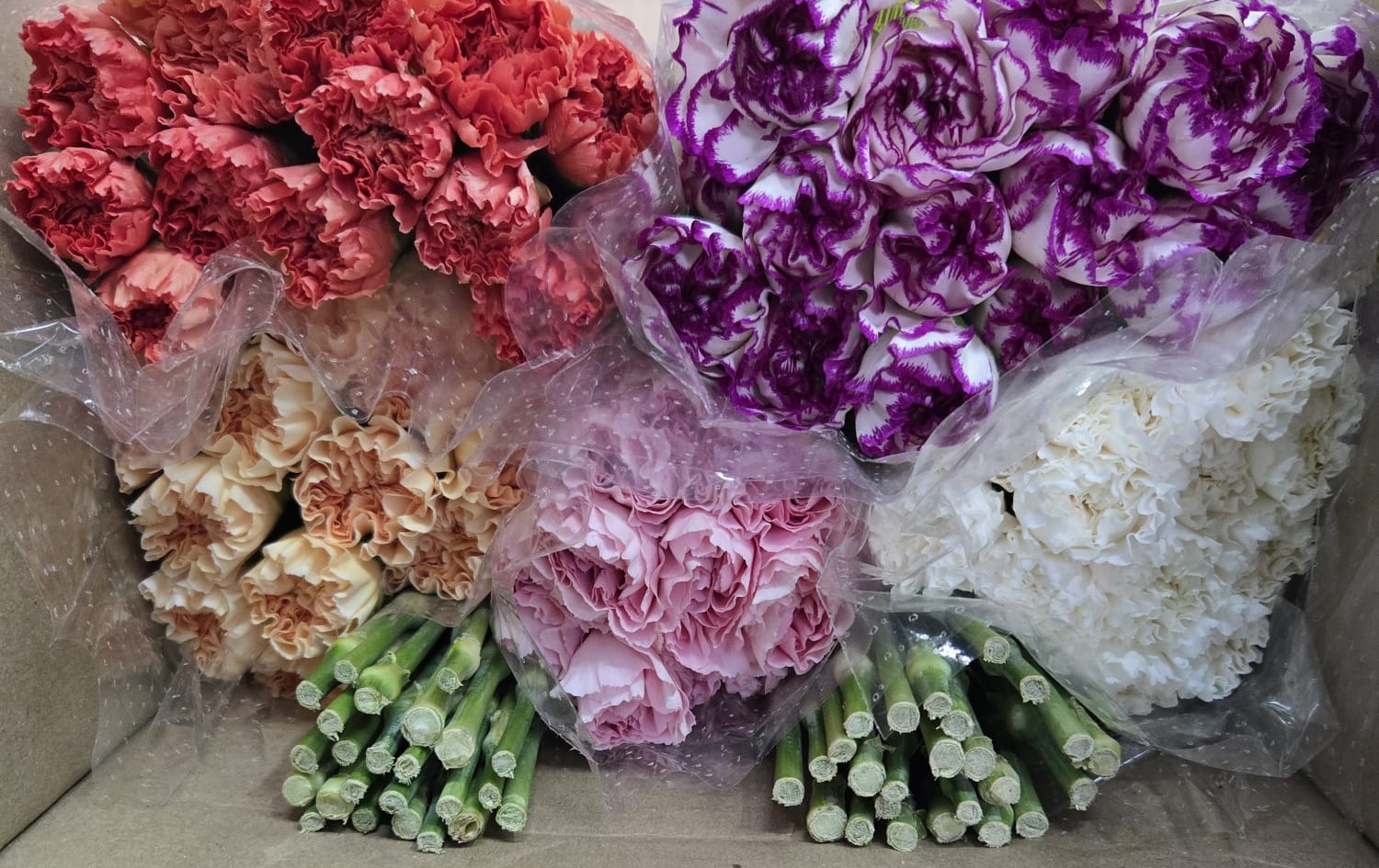 Carnation Select Mix 70cm