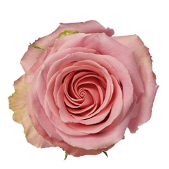 ROSE GERARLDINE 50 CM