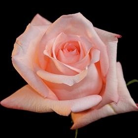 ROSE ENGAGEMENT 50 CM