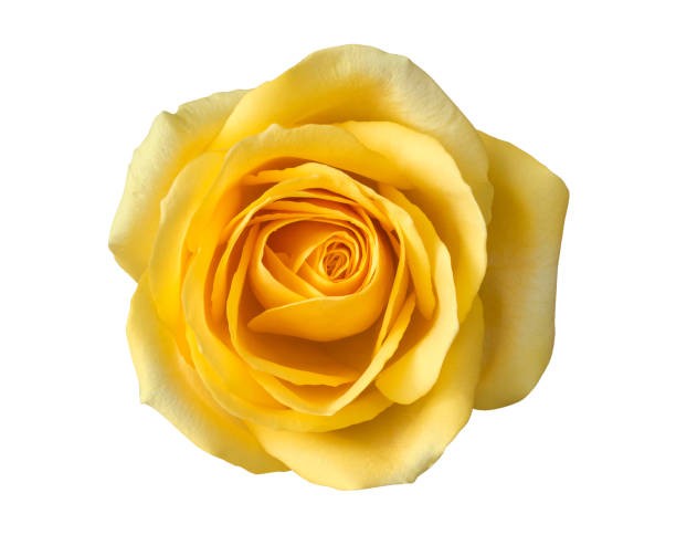 ROSE TARA 50 CM