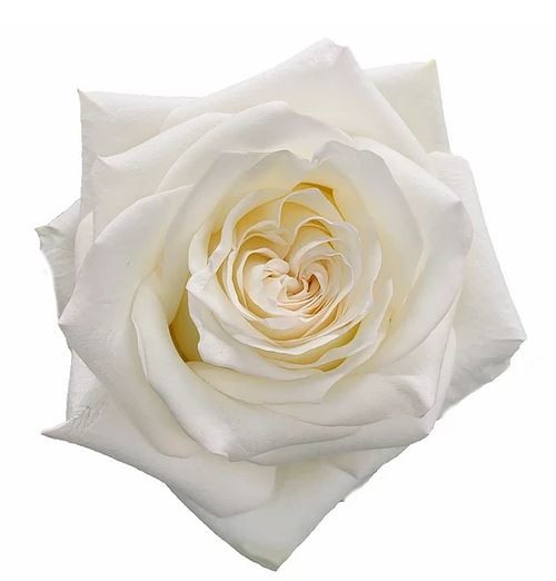 ROSE CANDLELIGHT 60 CM