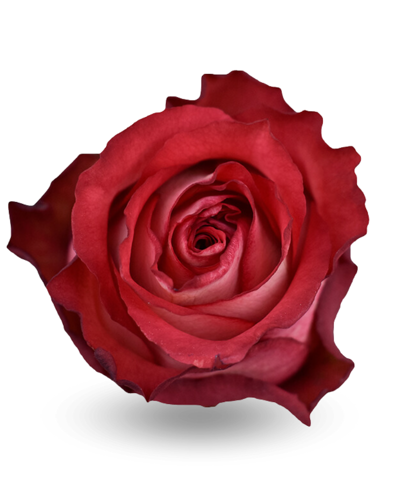 ROSE IGUAZU CM 80