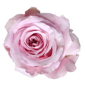 ROSE SWEET 4 LOVE CM 50