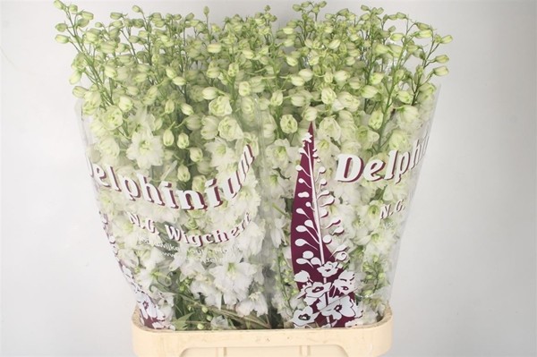 DELPHINIUM WHITE CM 80