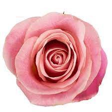ROSE HERMOSA 50 CM