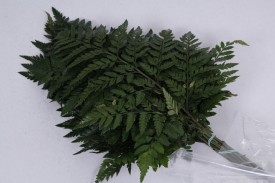 Felce Vacuum Large x12