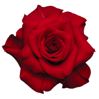 Rose Mamma Mia 70 CM