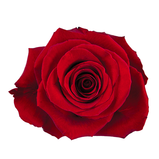 ROSE FORTUNE 70 CM