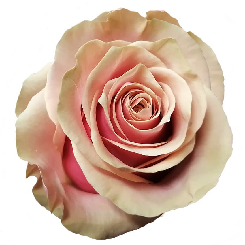 ROSE PINK AMARETTO 50 CM