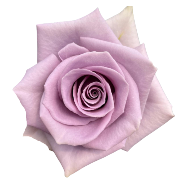 ROSE SHOCKING BLUE 60 CM