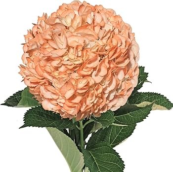 Hydrangea Premium Peach