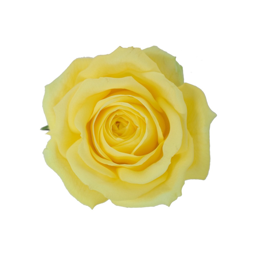 ROSE STARDUST 60 CM