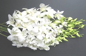 Dendrobium Big White L