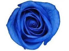 Rose Tinted Blu 60cm